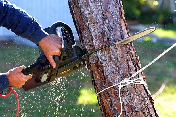 How Our Tree Care Process Works  in  Tuttle, OK